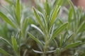2003 Lavendel